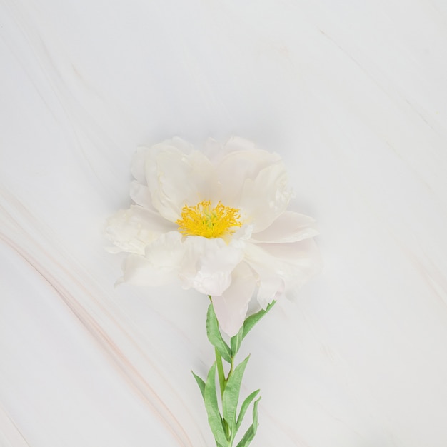 Flores de peônia branca em fundo de mármore