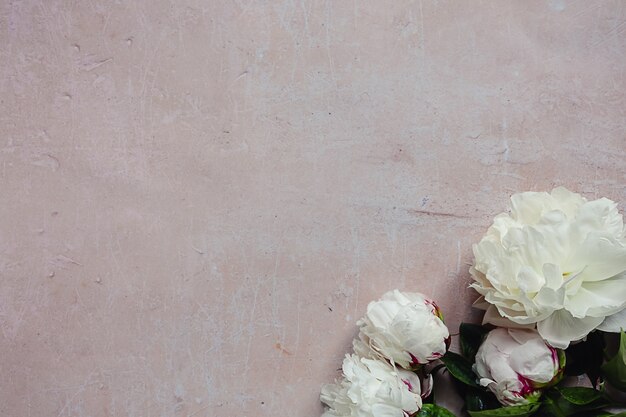 Flores de peônia desabrochando fofas brancas com folhas verdes em um plano de fundo rosa de concreto envelhecido.