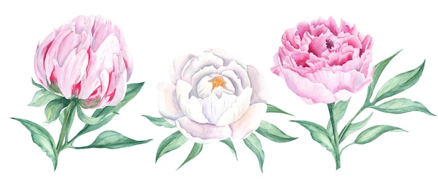 Flores de peônia em aquarela branca e rosa definem ilustrações botânicas desenhadas à mão isoladas em branco