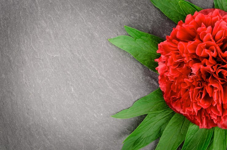 Foto flores de peônia em fundo de ardósia
