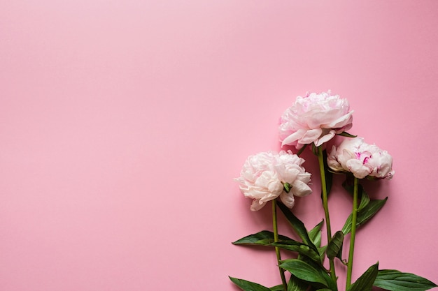 Flores de peônia linda em fundo rosa pastel, cópia espaço para seu texto, vista superior, plano leigos estilo.