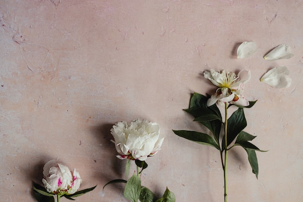 Flores de peônia murcha branca com folhas verdes em um plano plano de fundo rosa de concreto envelhecido.