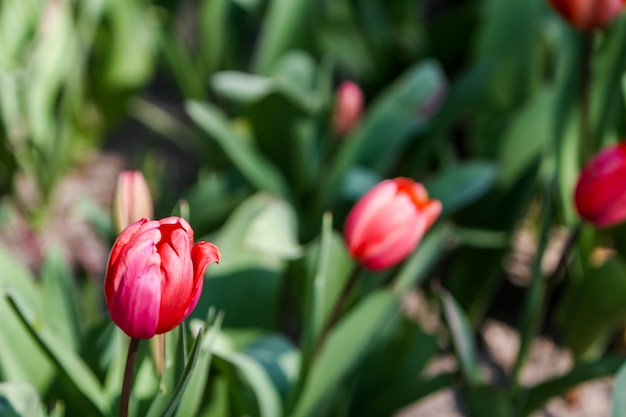 Flores de peônia no campo