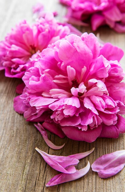 Flores de peônia rosa como uma borda em uma superfície de madeira velha