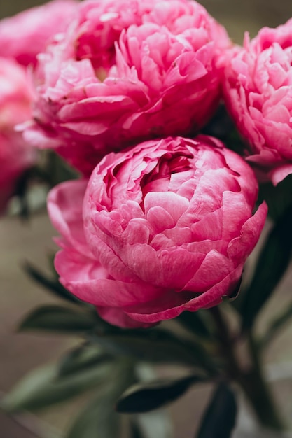 Flores de peônia rosa em um close de fundo natural desfocado