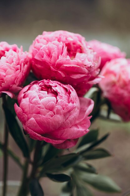 Flores de peônia rosa em um close de fundo natural desfocado