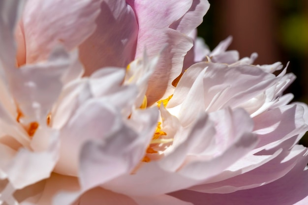 Flores de peônia rosa no verão