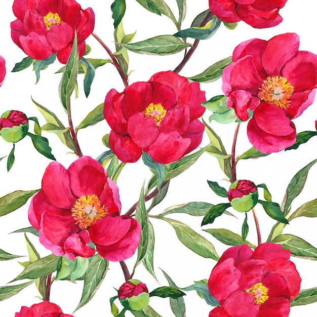 Flores de peônia vermelha. Fundo floral de repetição. Aguarela