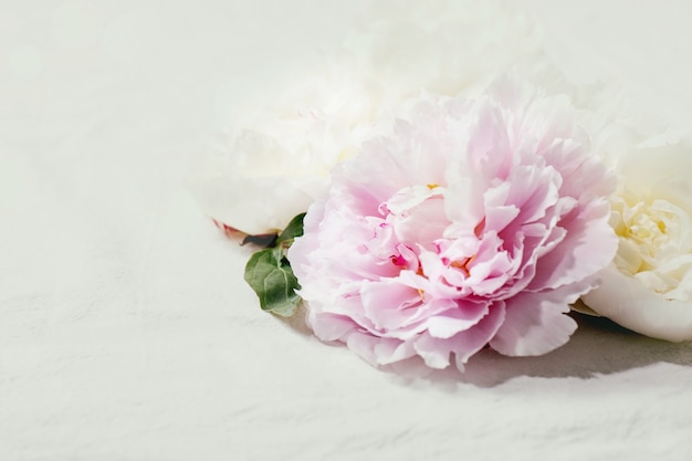 Flores de peônias rosa e brancas com folhas. Close up, copie o espaço