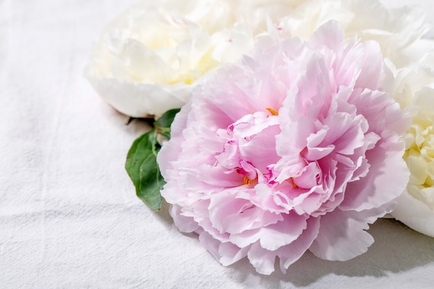 Flores de peônias rosa e brancas com folhas sobre a superfície de tecido de algodão branco