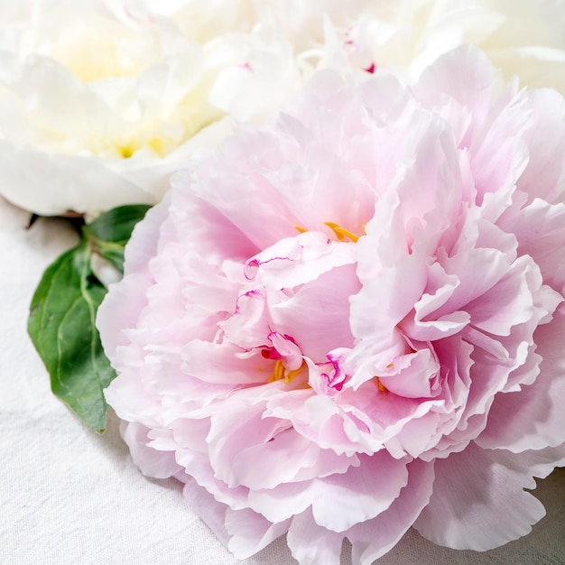 Flores de peônias rosa e brancas com folhas sobre fundo têxtil de algodão branco Fechar imagem quadrada