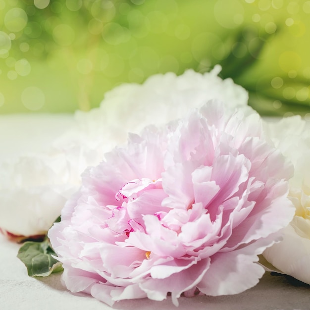 Flores de peônias rosa e brancas com folhas