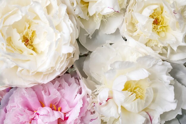 Flores de peônias rosa e branco