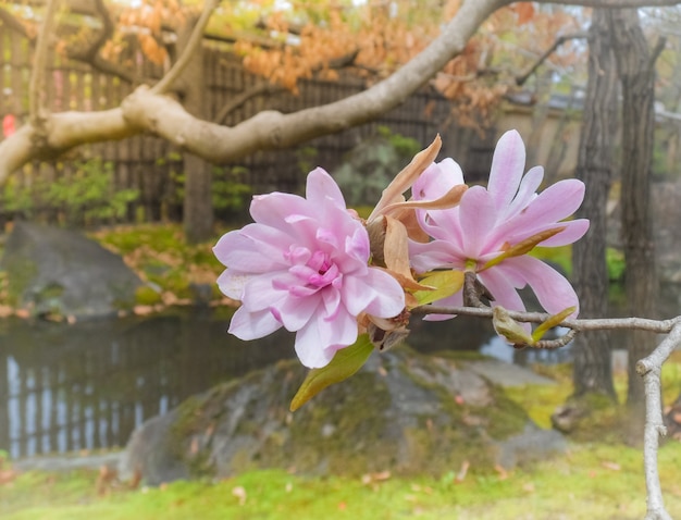 Flores de peônias rosa linda, Japão, foco seletivo