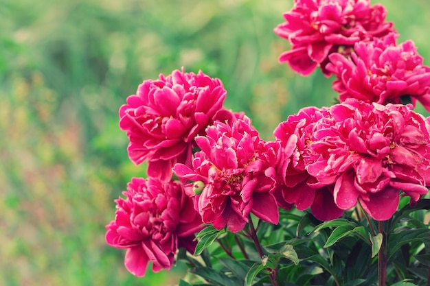 Flores de peônias roxas no jardim