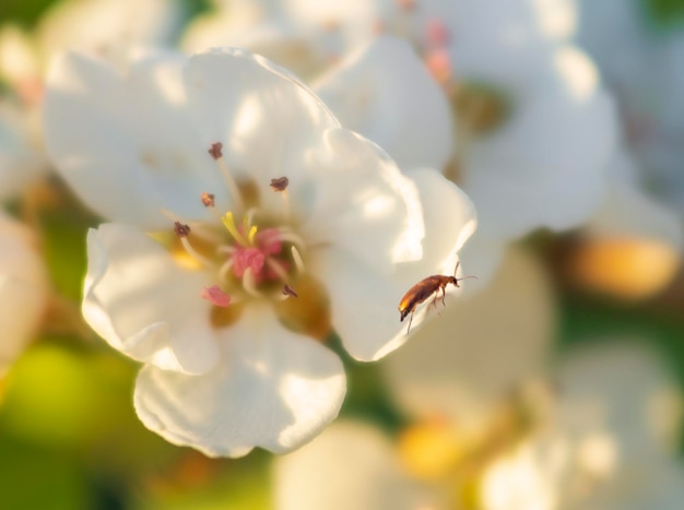 Flores de pera em um dia ensolarado na Grécia