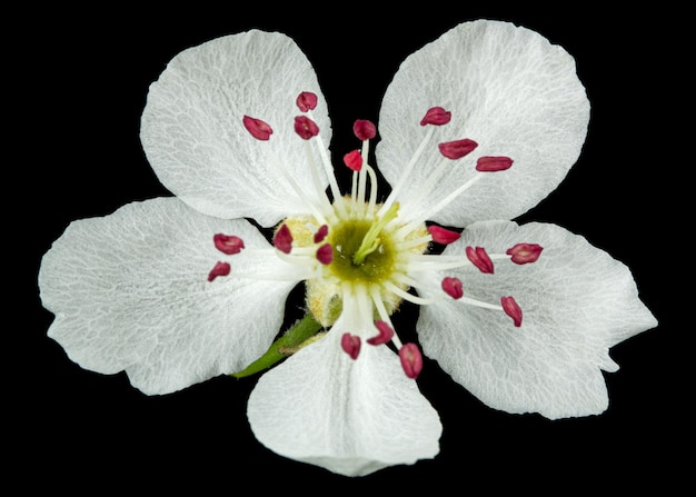 Flores de pêra isoladas em fundo preto