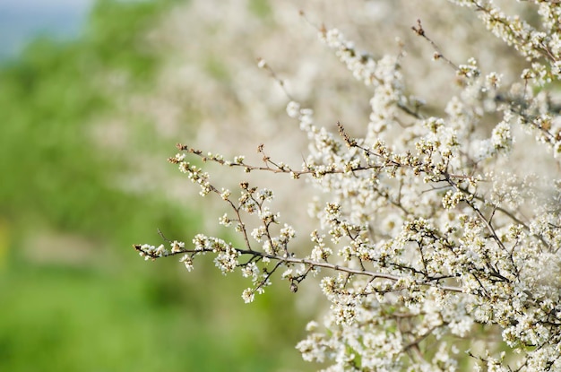 Flores de pêra