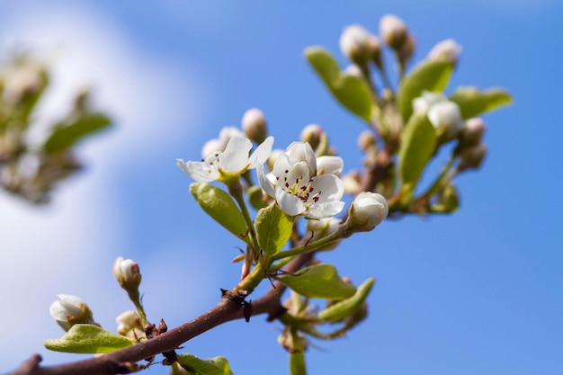 Flores de pêra