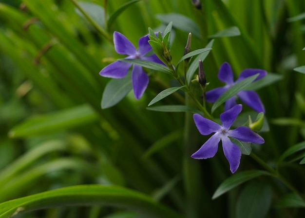 Foto flores de pervinca azul em folhagem verde 2