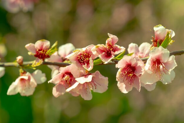 Flores de pêssego rosa em um fundo de bokeh