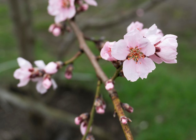 Foto flores de pêssego rosa na primavera 3