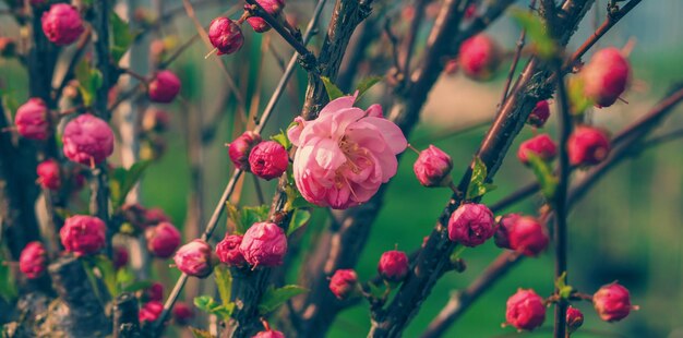 Flores de pêssego saturadas delicadas e graciosas e brilhantes na primavera