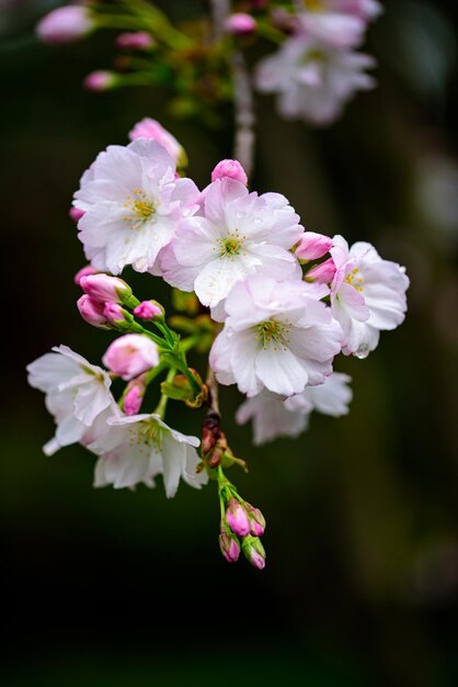 Flores de pessegueiro contra o céu azul fechado