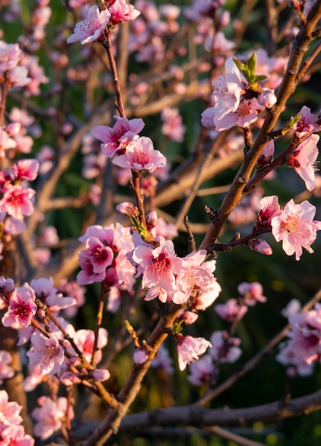 Flores de pessegueiro rosa Prunus persica na Grécia ao pôr do sol