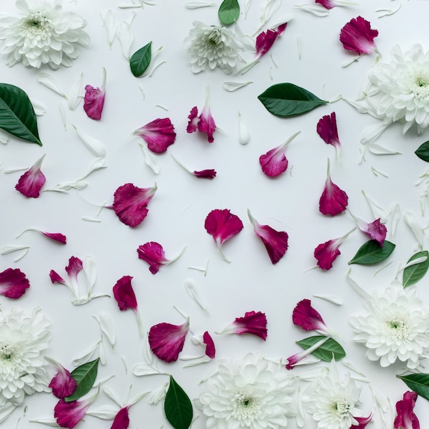 Flores de pétalas com espaço de cópia em fundo branco.