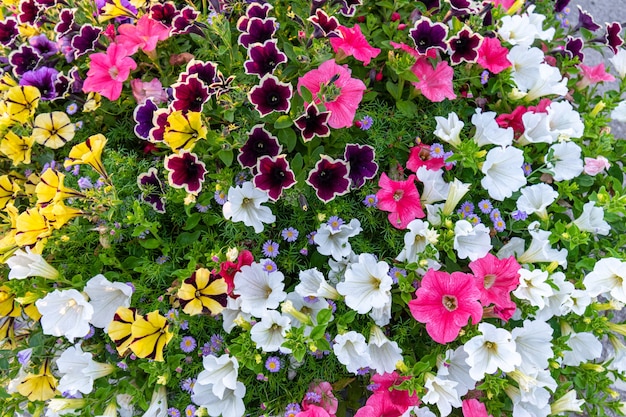 Flores de Petúnia Colorfull sob iluminação natural. Canteiros de flores de verão.