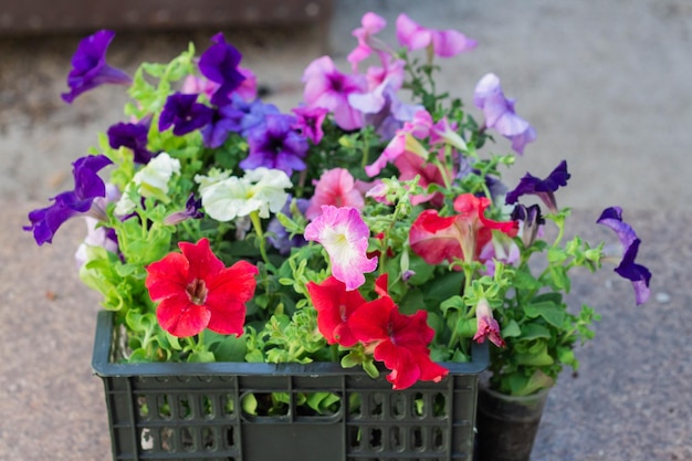 Flores de Petúnia multicoloridas prontas para serem plantadas no jardim