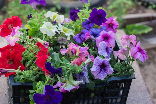 Flores de Petúnia multicoloridas prontas para serem plantadas no jardim