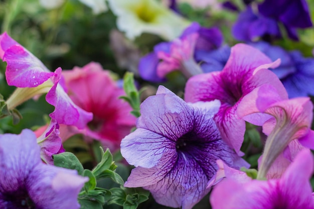 Flores de Petúnia multicoloridas prontas para serem plantadas no jardim