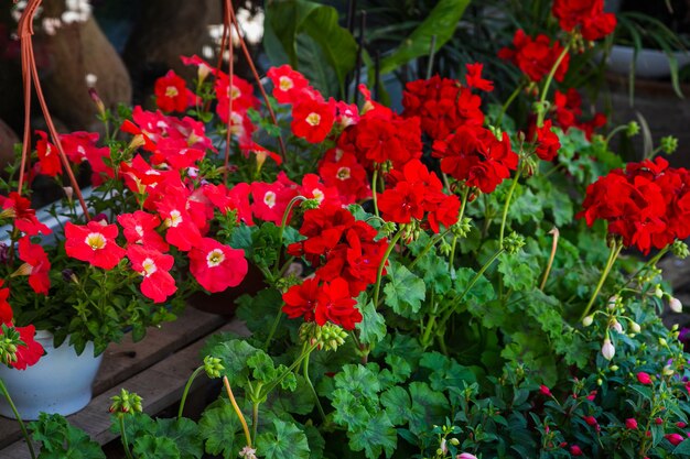 Flores de petúnia no jardim.