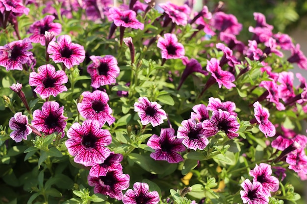 Flores de petúnia para venda