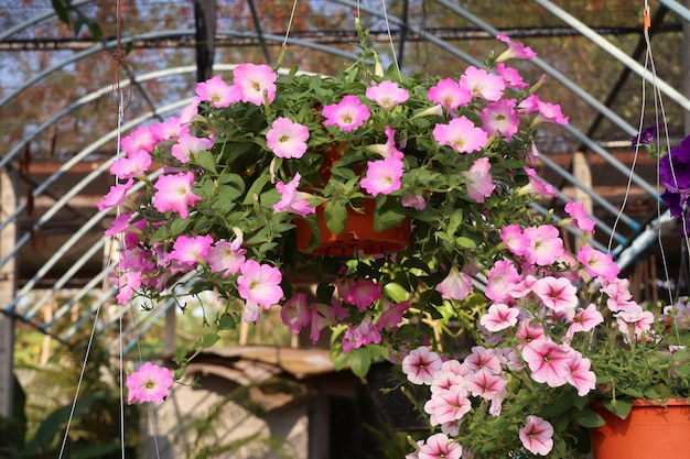 Flores de petúnia para venda