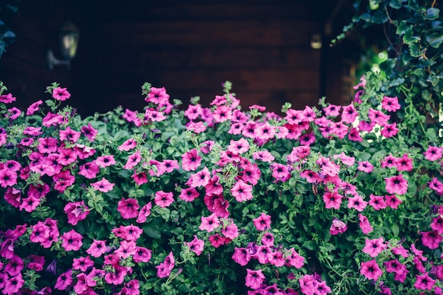 Flores de petúnia rosa crescendo em galpão de jardim de madeira