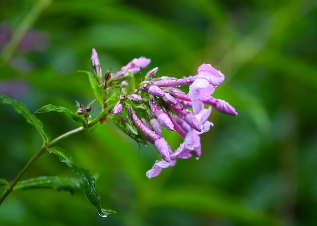 Flores de phlox rosa fecham