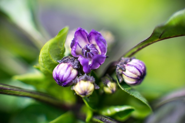 Flores de pimenta