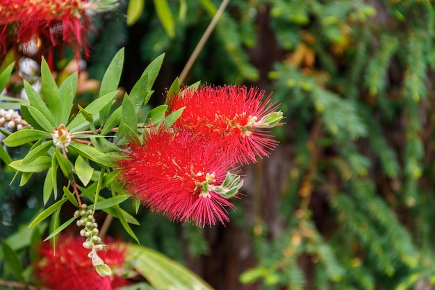 Flores de pincel vermelho callistemon citrinus