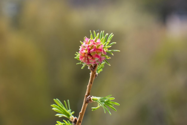 Flores de pinhas agulhas rosa e verdes primavera natureza