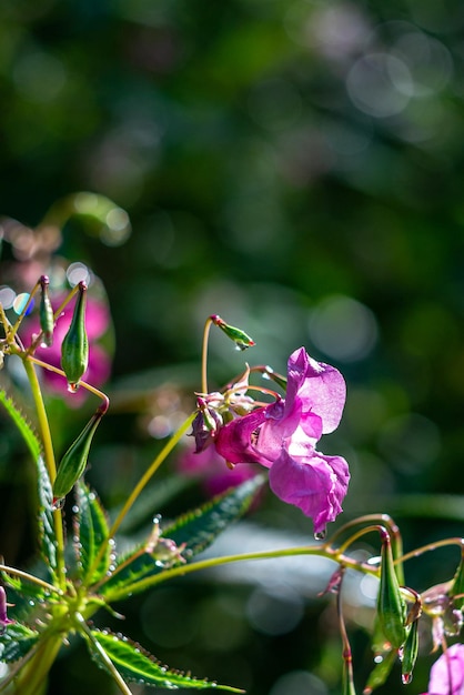 Flores de Pink Impatiens glandulifera em pingos de chuva e raios de sol no fundo do bokeh