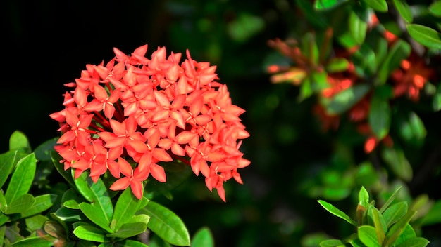 Flores de pino vermelho da Tailândia Esta pequena espécie de flor que os tailandeses chamam de Dok Khem