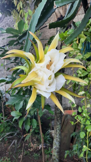 Flores de pitaia que começam a florescer depois de algumas semanas de flores aparecem e depois murcham