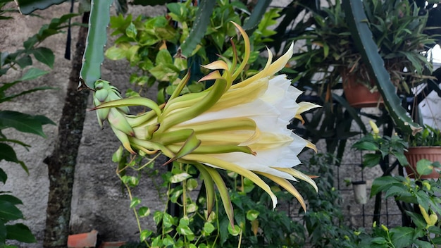 Flores de pitaia que começam a florescer depois de algumas semanas de flores aparecem e depois murcham