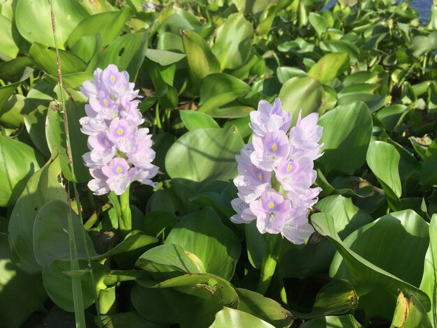 flores de plantas de jacinto de água que são lindas