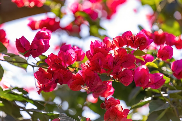 Flores de plantas ornamentais da espécie Bougainvillea glabra