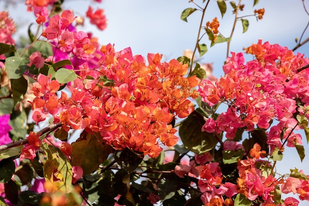 Flores de plantas ornamentais da espécie Bougainvillea glabra