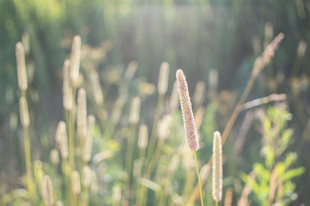 Flores de plátano no sol da manhã cedo Sementes em Bokeh Foto de alta qualidade